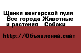 Щенки венгерской пули - Все города Животные и растения » Собаки   